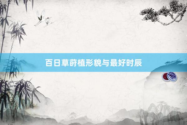 百日草莳植形貌与最好时辰